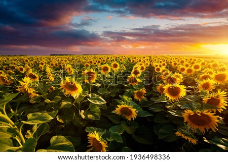 Splendid scene of vivid yellow sunflowers in the evening. Location place Ukraine, Europe. Ecology concept. Agrarian industry. Perfect photo wallpaper. Image of cultivation land. Beauty of earth.