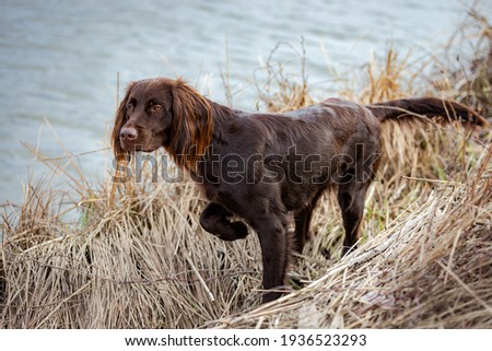 A German Longhaired Pointer Royalty-Free Stock Photo #1936523293