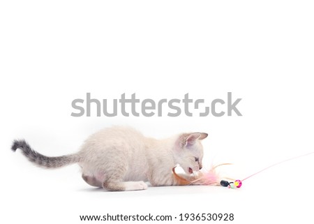 White kitten is playing a toy made of chicken feathers on a white background. Thai cat bite toy isolate on white background.