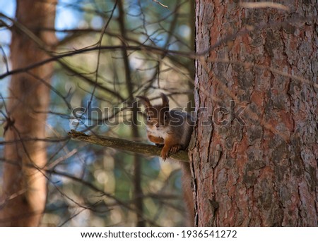 A ginger squirrel with a gray tint and a white breast, with fluffy ears, sits on a pine branch in the shade of a forest on a sunny spring day.