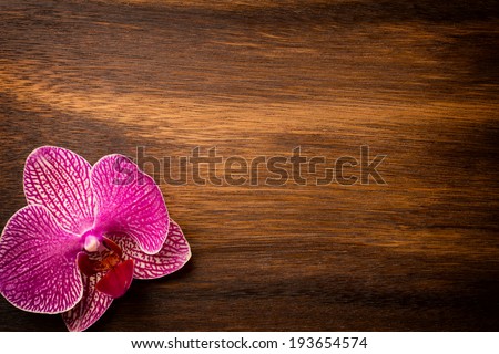 Pink orchid flower on the brow colors background. Studio photography.