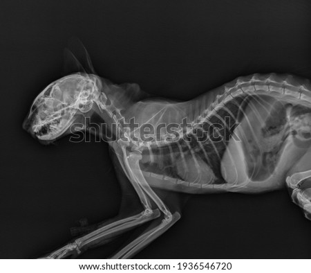 Cat X Ray. Abdomen and Thorax Radiograph of a Cat. Head and Neck X Ray