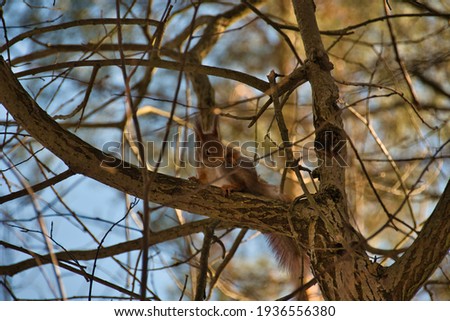A ginger squirrel sits on a branch in the shade of a forest tree and amusingly cleans its fur leg.