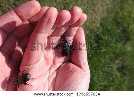 Close up of black beetles crawling over fingers and palm of male pair of hands showing fingers and thumb with grass background outdoors in sunshine 