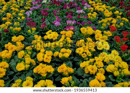 Multicolored blossoms of primroses in spring garden
