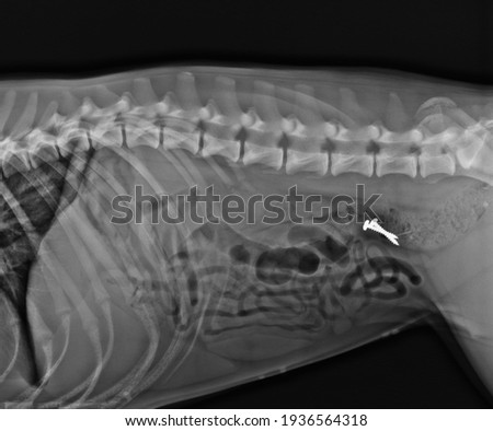 Dog X Ray. Foreign Body in Dog Colon. Two Screws in Dog Abdomen Royalty-Free Stock Photo #1936564318