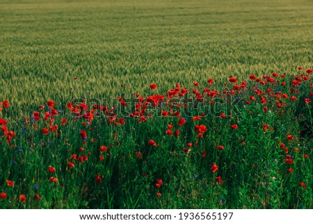 Beautiful red poppies near field of winter wheat.