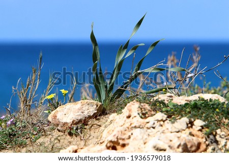 green plants and flowers by the sea