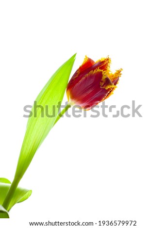 Red tulip isolated on white background. Terry flower for the light. Bud, stem and leaves. Copy cpace