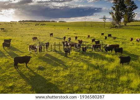 Cattle raising in pampas countryside, La Pampa province, Argentina. Royalty-Free Stock Photo #1936580287