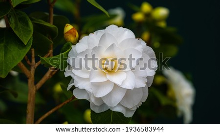 White Camellia bloom and green leaves in garden, closeup macro. Camellia japonica 'Nuccio's Gem' in full bloom