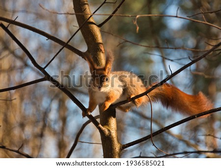 A squirrel in her red coat with a gray tint on the thin twigs of a young forest tree in the contrasting light of a sunny spring day.