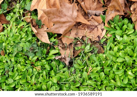 Summer meets autumn in this unusual sinusoid border between green vibrant grass and brown dried leaves. A picture full of texture!