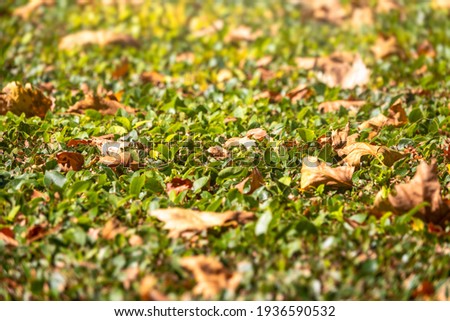 Branches with orange, green and yellow leaves in the autumn park. Nature background