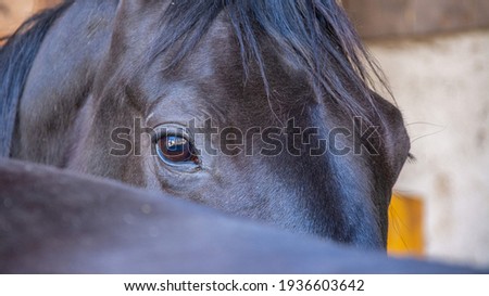 Horse in the barn closup eyes black horse