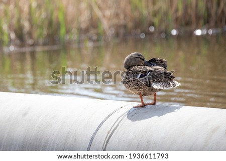 A female duck stands on a concrete pillar by a pond. The duck cleans its feathers.