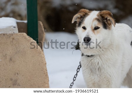 Portrait of a white dog. Dog on a background of snow in winter. A shelter for homeless animals. Dogs on a chain. The dog is on the right side of the frame. Animal abuse. High quality photo