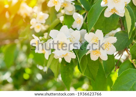 Beautiful white jasmine flowers. Beautiful blooming jasmine branch with white flowers. Natural background with jasmine flowers on a bush. Selective focus.