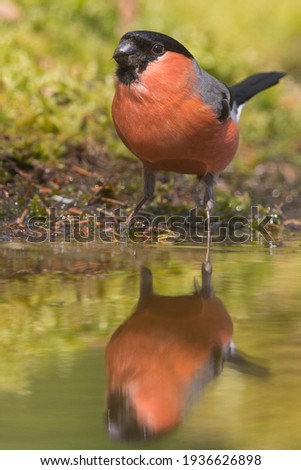 Front image from Bullfinch Pyrrhula pyrrhula, male with bright red chest swallowing water from forest puddle with complete reflection mirroring bird and moss in water