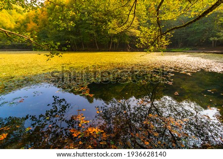 HDR photo of the fallen leaves and moss covered lake in the forest at autumn. Autumn background photo. Lake and forest. Landscape of the lake at autumn