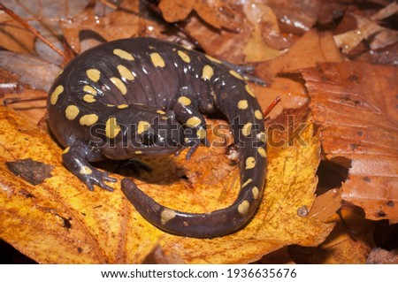 Large adult Spotted salamander posing on leaves
