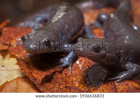 Two Jefferson Unisexual ambystoma salamanders posing together