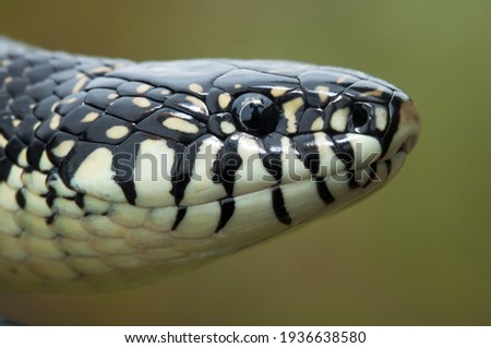Macro head and eye portrait of a large adult Black King snake