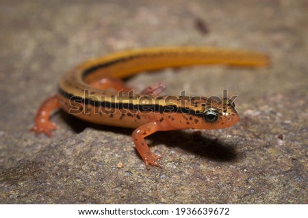 Portrait of a Blue Ridge Two-lined salamander on rock