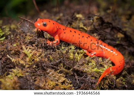 Colorful Midland Mud salamander macro portrait on moss