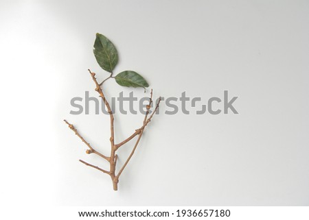 Defocused dry leaves and stalks on a white background, with space for text. Top view. Minimal concept.