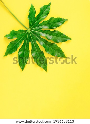 Creative vertical layout with green leaf on bright illuminating background. Minimal spring or summer flat lay concept.