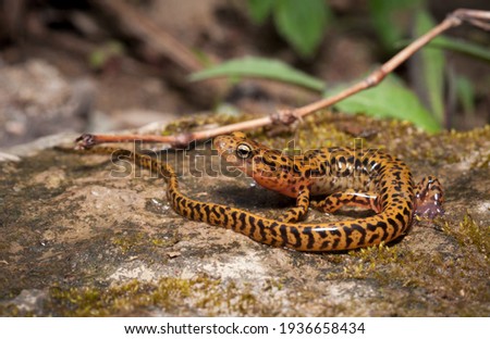 Longtail salamander macro portrait on rock
