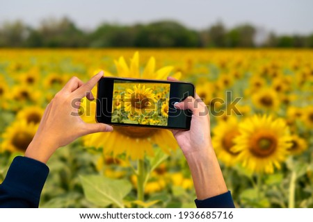 Hand holding mobile phone and take a photo colorful sunflowers on blurred background with sunlight.