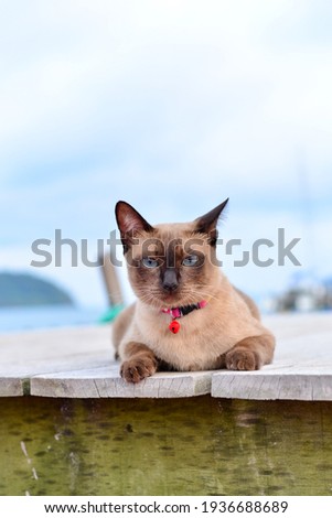 portrait of a pet, Thai cat with blue eyes