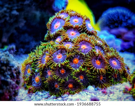Zoanthus polyps small colony in closeup shot Royalty-Free Stock Photo #1936688755
