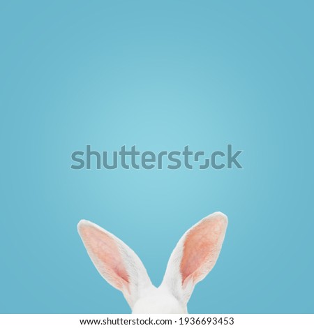 White rabbit ears on a light blue background with copy space. Easter minimalism. Royalty-Free Stock Photo #1936693453