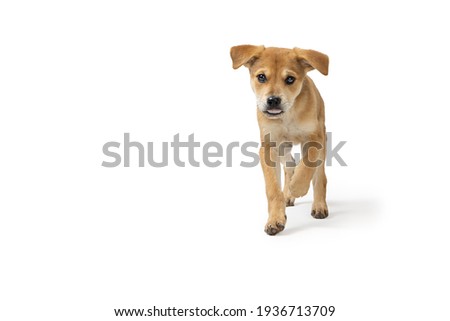 Cute young Labrador Retriever puppy dog running forward with tongue out on white background