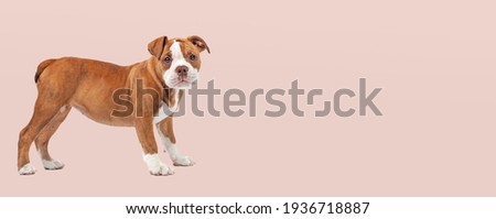 adorable bulldog puppy dog standing in front of a soft pink pastel background Royalty-Free Stock Photo #1936718887