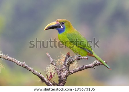 Emerald Toucan on a perch Royalty-Free Stock Photo #193673135