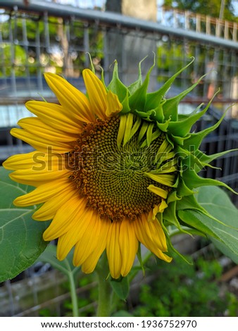 a process of transitioning the green to yellow color of a blooming sunflower looks very beautiful from a macro portrait angle