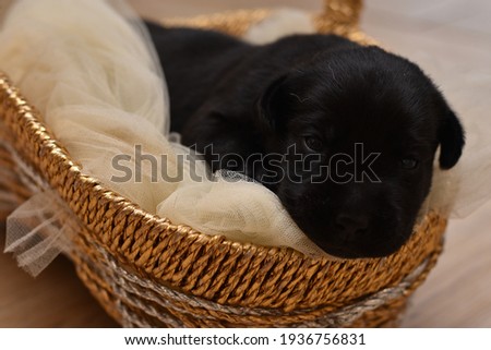 Cute little black labrador retriever puppy lies asleep in a golden basket at home