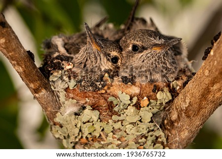 Two baby humingbirds in a nest