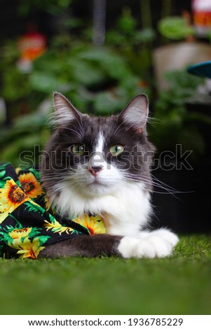 Domestic medium hair cat in Summer Sunflower shirt lying and relaxing on Grass in the back yard on a sunny day.