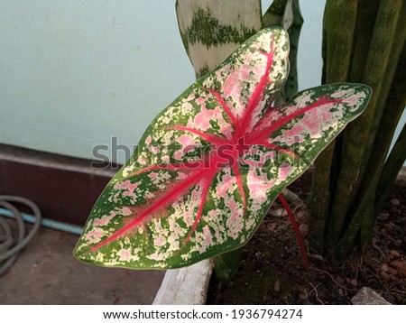 Top view, Beautityful pink and green caladium bicolor leaf bloom in pot ground, Stock photo, Flora summer, Garden plant