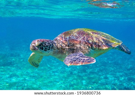 Sea turtle portrait photo in sea. Tropical seashore diving banner template. Summer vacation travel card. Marine animal in natural environment. Olive green turtle undersea in coral reef. Oceanic nature