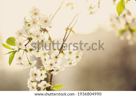 Closeup Beautiful spring branches of blossoming cherry on nature abstract background. Selective focus.Dreamlike romantic picture source, copy space.
