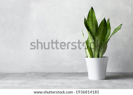Sansevieria plant in a modern flower pot on a gray background. Home plant Sansevieria trifa from the family of asparagus. The concept of minimalism. Royalty-Free Stock Photo #1936814185