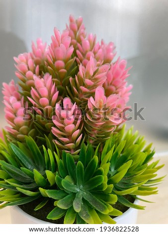 A close up picture of a pink flower with green leaves.