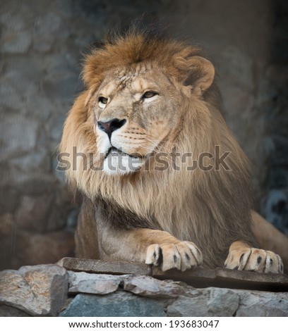 high-res picture of lion with an artistic background