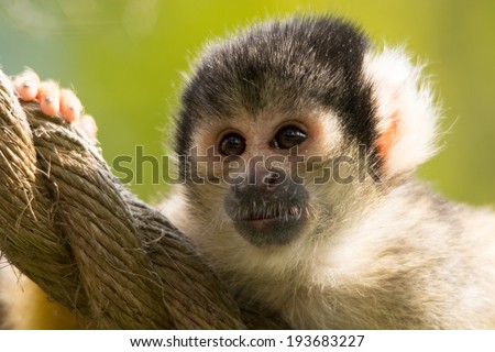 Squirrel monkey close up on rope